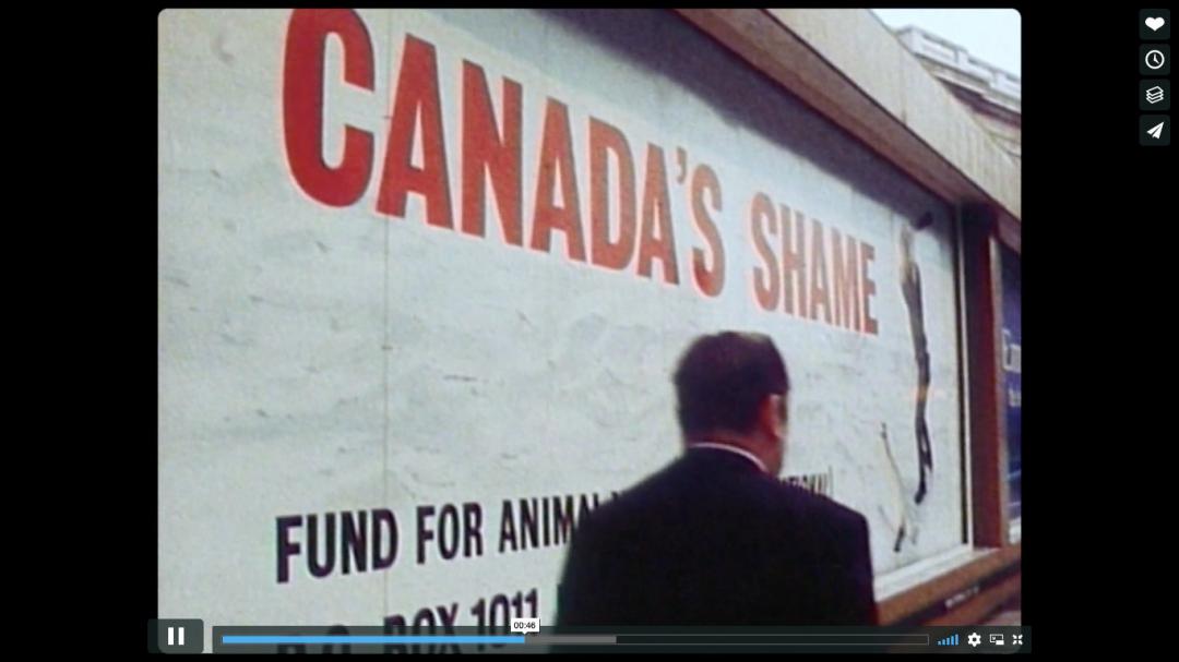 猎杀海豹，吃肉不吃素？！原住民们怒怼动保组织：站着说话不腰疼