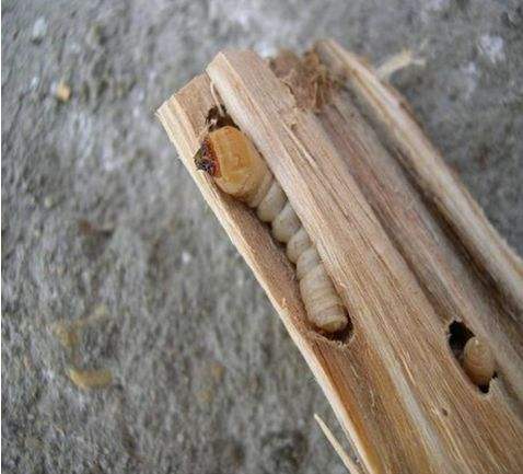 光肩星天牛危害特征及生物防治,光肩星天牛的特征和名字的由来