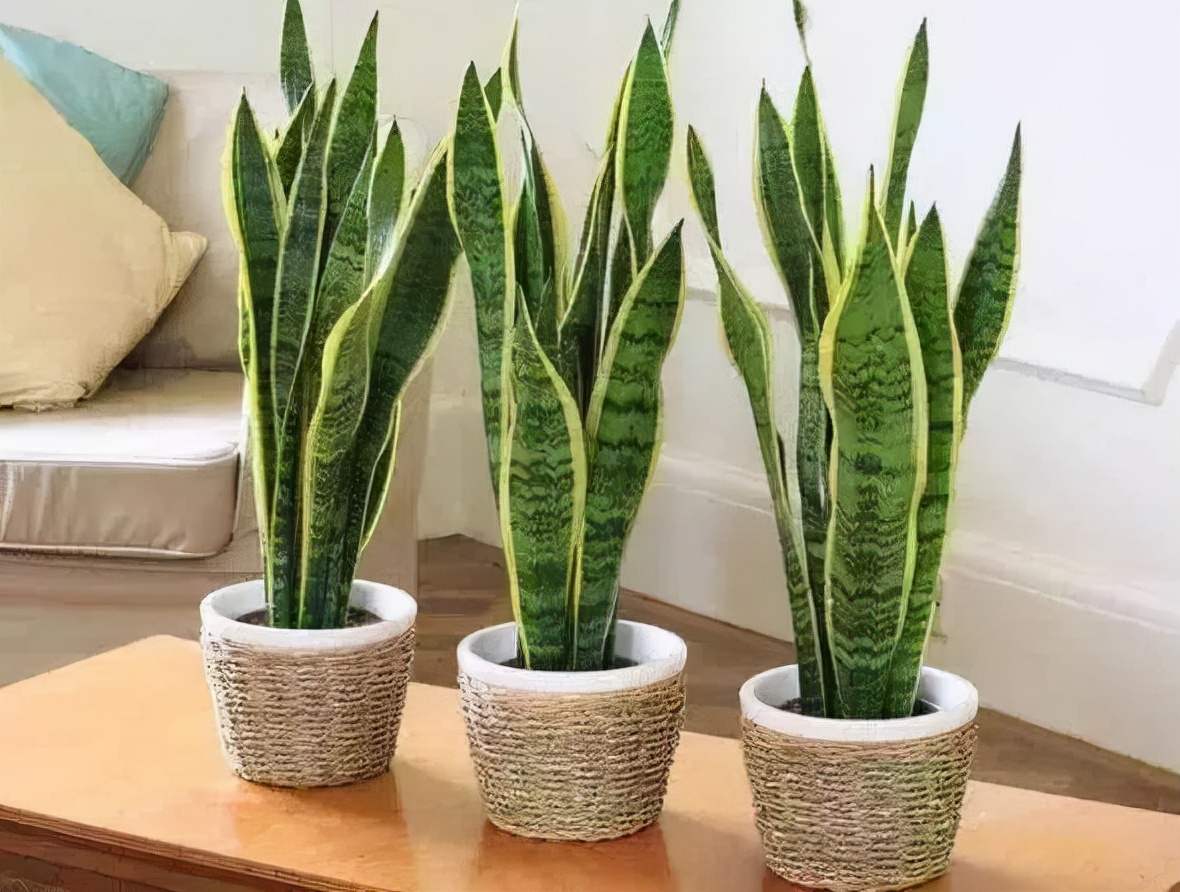 如何选择家中花卉植物盆栽,家庭常见的盆栽花卉的养护与管理