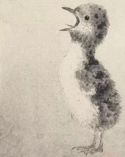 最简单画鸟的画法,各种鸟的画法简单又漂亮