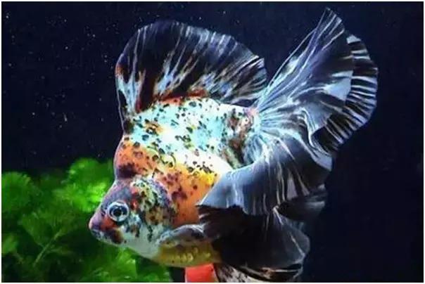 鱼缸加黄粉还能建立硝化系统吗,新手裸缸怎么建立鱼缸硝化系统