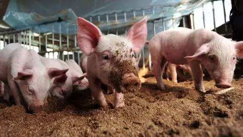 猪咳嗽有什么土方法,猪咳嗽最快止咳方法