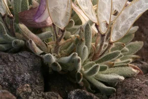 几款好看又好养的多肉,好养且易爆盆的多肉