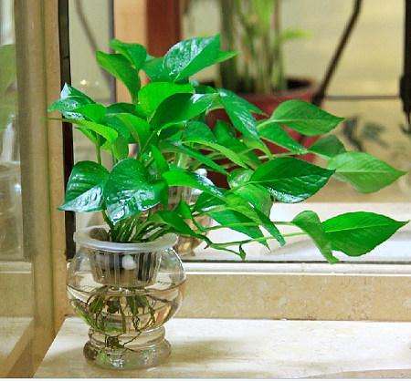 盆栽土里有蚊子怎么消灭最彻底,水培植物驱蚊子最有效的方法