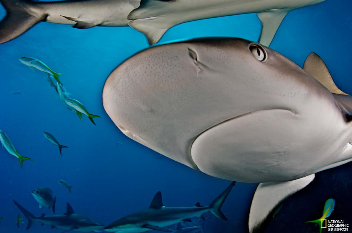 太美了！国家地理王牌摄影师探秘深海世界