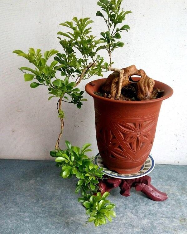 米兰花盆栽的养殖方法图解,怎么养好米兰花盆栽