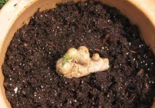生姜盆栽非常简单也非常容易活,冬季家庭生姜盆栽种植方法