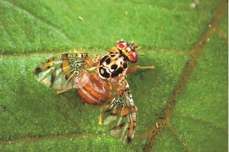 还有人从国外寄来20多只果蝠标本？海淘代购注意了，邮寄蜥蜴、盆景入境，可能会入刑！