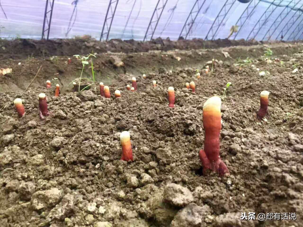 赤灵芝可以人工种植吗,赤灵芝煲汤的做法