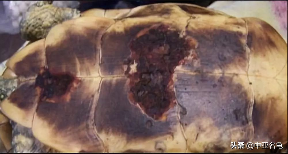 乌龟腐甲怎么治疗,乌龟腐甲病怎么办