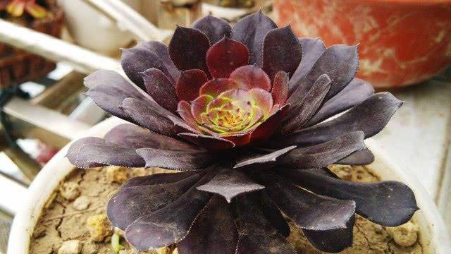 十种黑色花,10种罕见的黑色花朵你见过哪一种