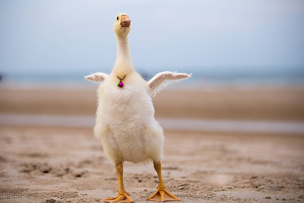 70天的鹅腿突然瘸怎么回事,5天的鹅腿瘸了用什么药治疗