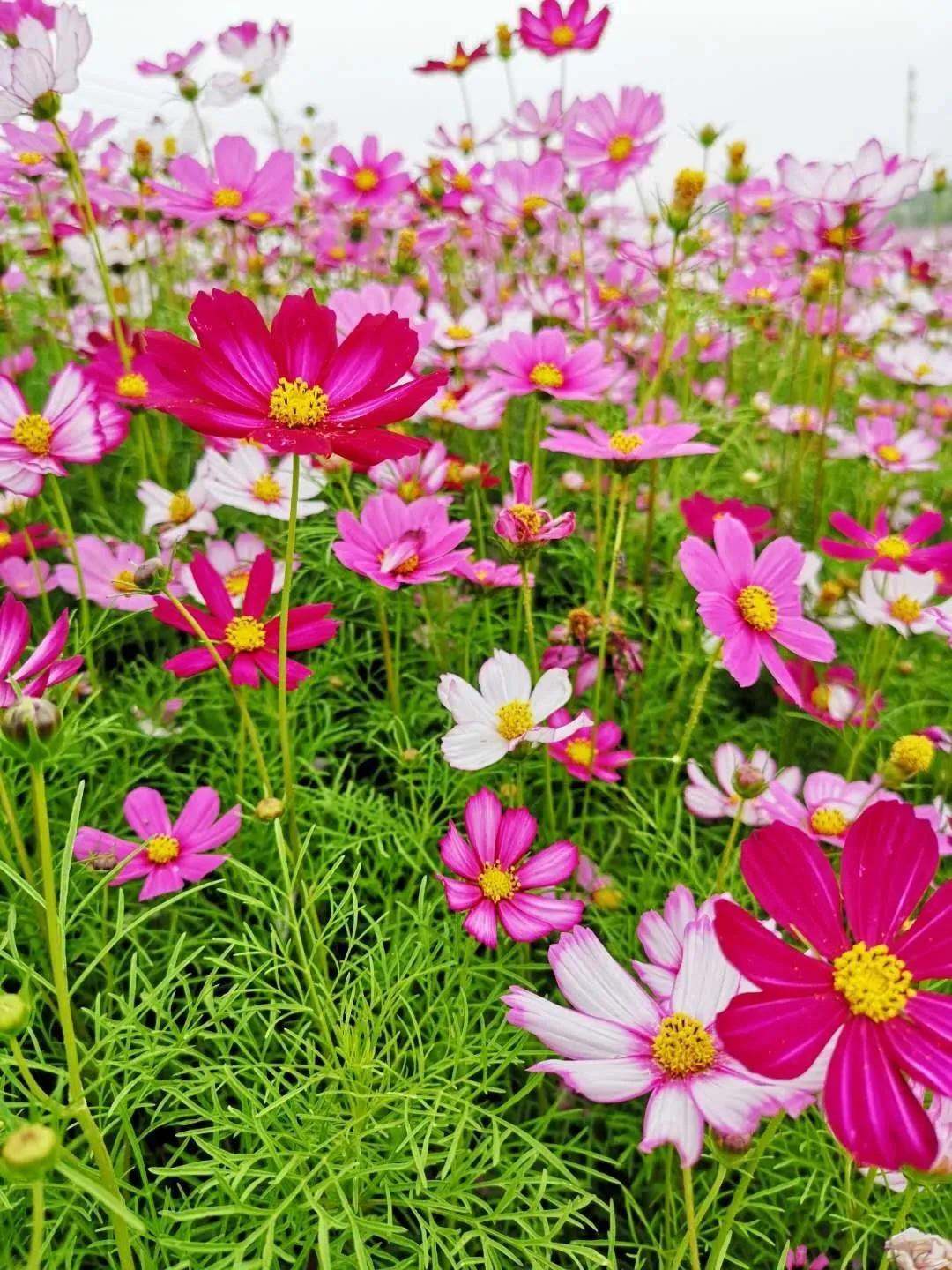 美美美!余杭七大花海组团来袭,遍地繁花好似人间仙境