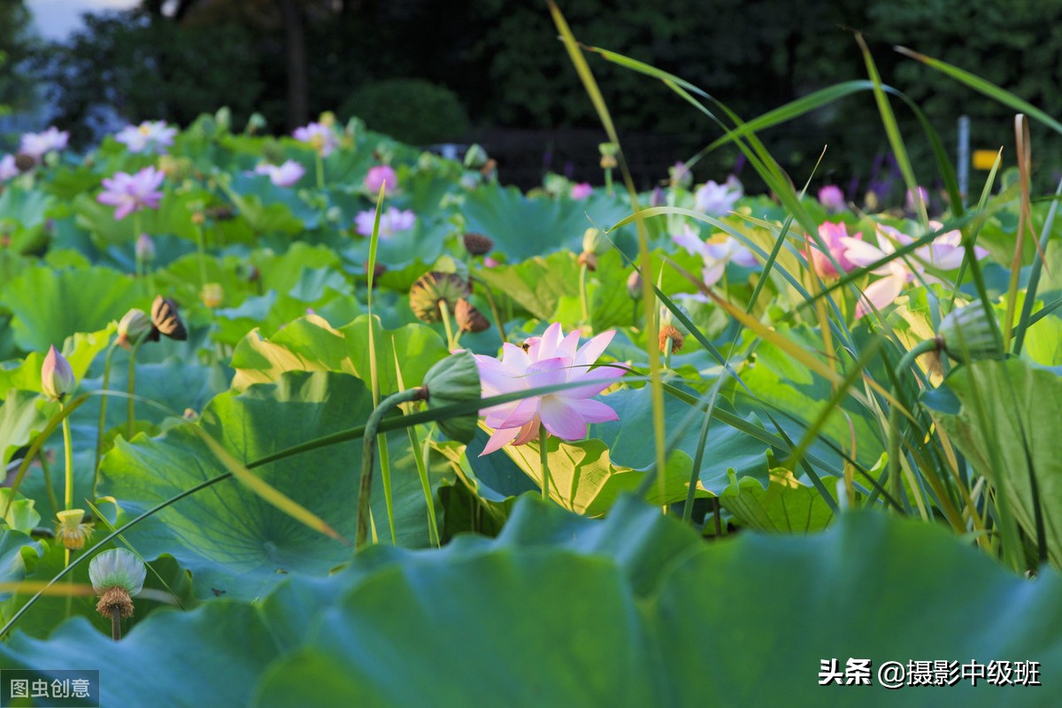 教你拍荷花的4个意境,怎么拍荷花拍照姿势大全