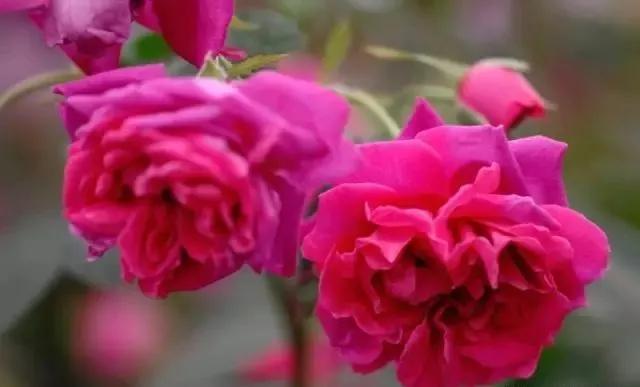 每天学习一点点——100种玫瑰品种科普