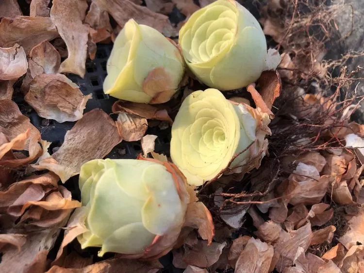 独具魅力的黄玫瑰,黄玫瑰这么美的风景惊艳到你了吗