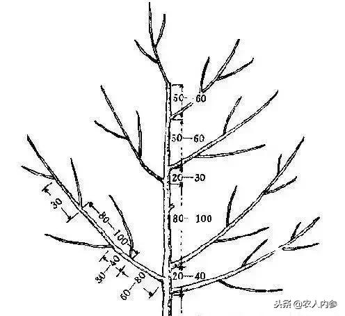 梨树高产秘方,梨树栽培技术及病虫害防治措施
