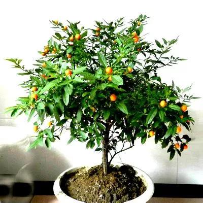 冬珊瑚用什么土栽培,冬珊瑚怎么保养