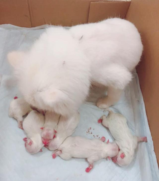 狗狗待产需要准备什么,狗狗怀孕期间注意什么事项和饮食