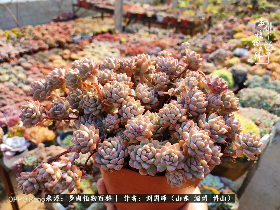 冬季室温20度以上多肉怎么养,贵的不一定就是好的便宜的