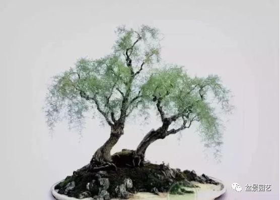 48种绝世盆景,绝世惊艳之作