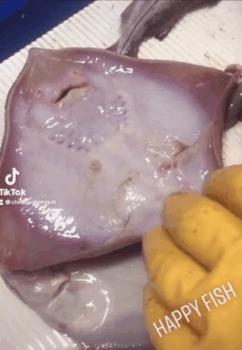 撸过猫撸过狗但你撸过“鱼”吗?