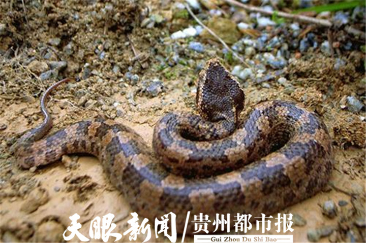 夏天毒蛇急救方法,夏日炎炎猛蛇出没