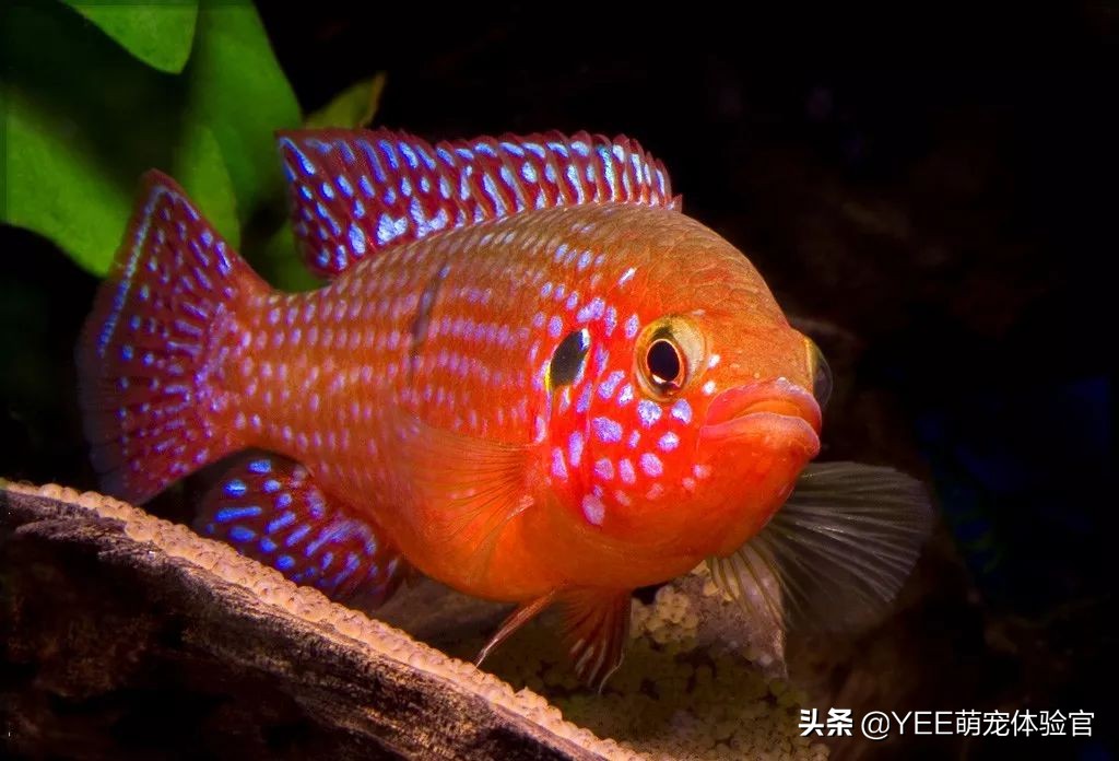 观赏鱼咬伤手是什么原因,观赏鱼咬主人怎么回事