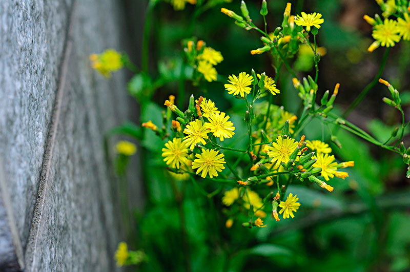 黄瓜野菜的功效,田间各种野菜的作用