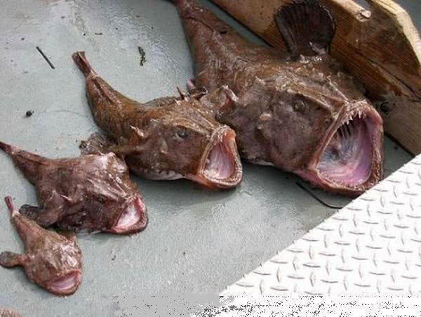 世界上最丑的鱼叫什么鱼,世界上有哪些极丑的鱼