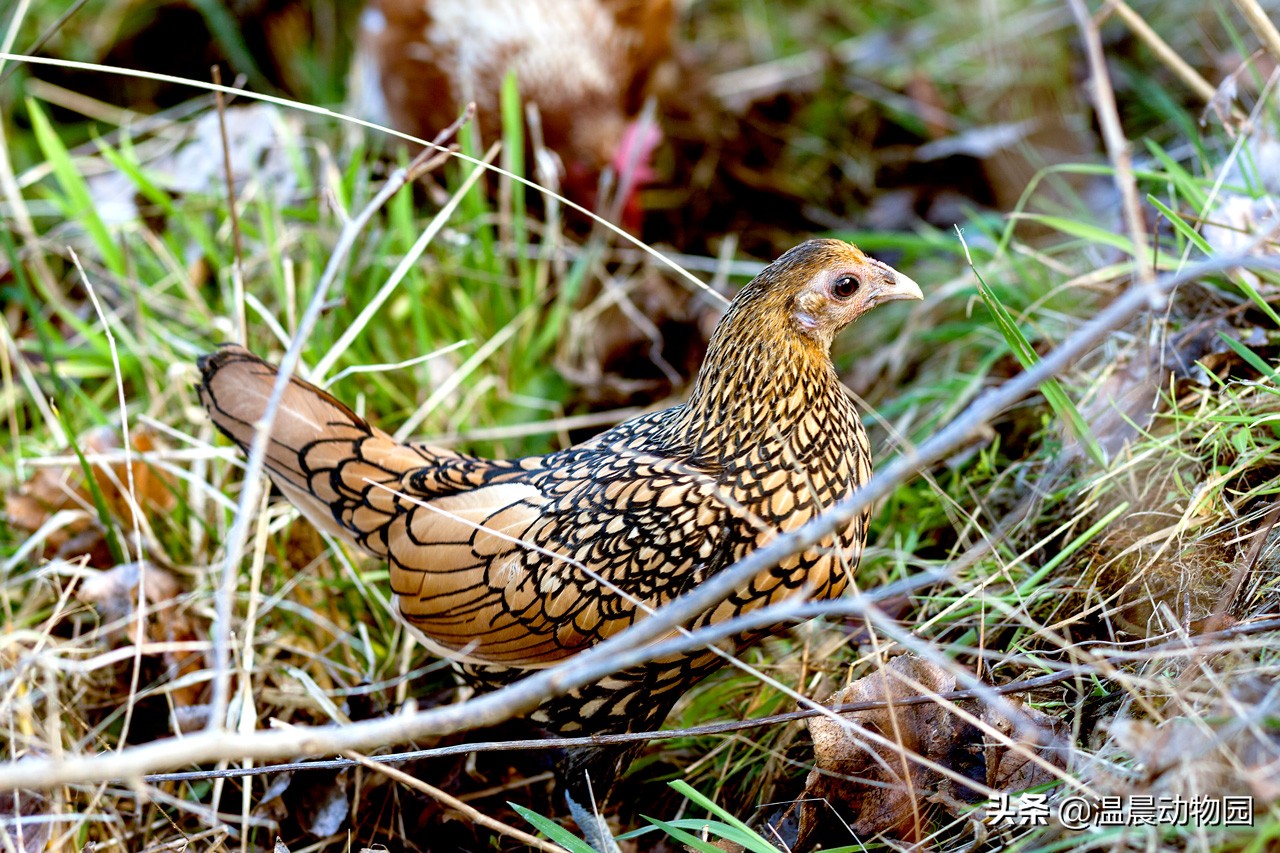 大部分人都喜欢吃鸡，但是鸡被人类驯化后还选育出了这些观赏品种
