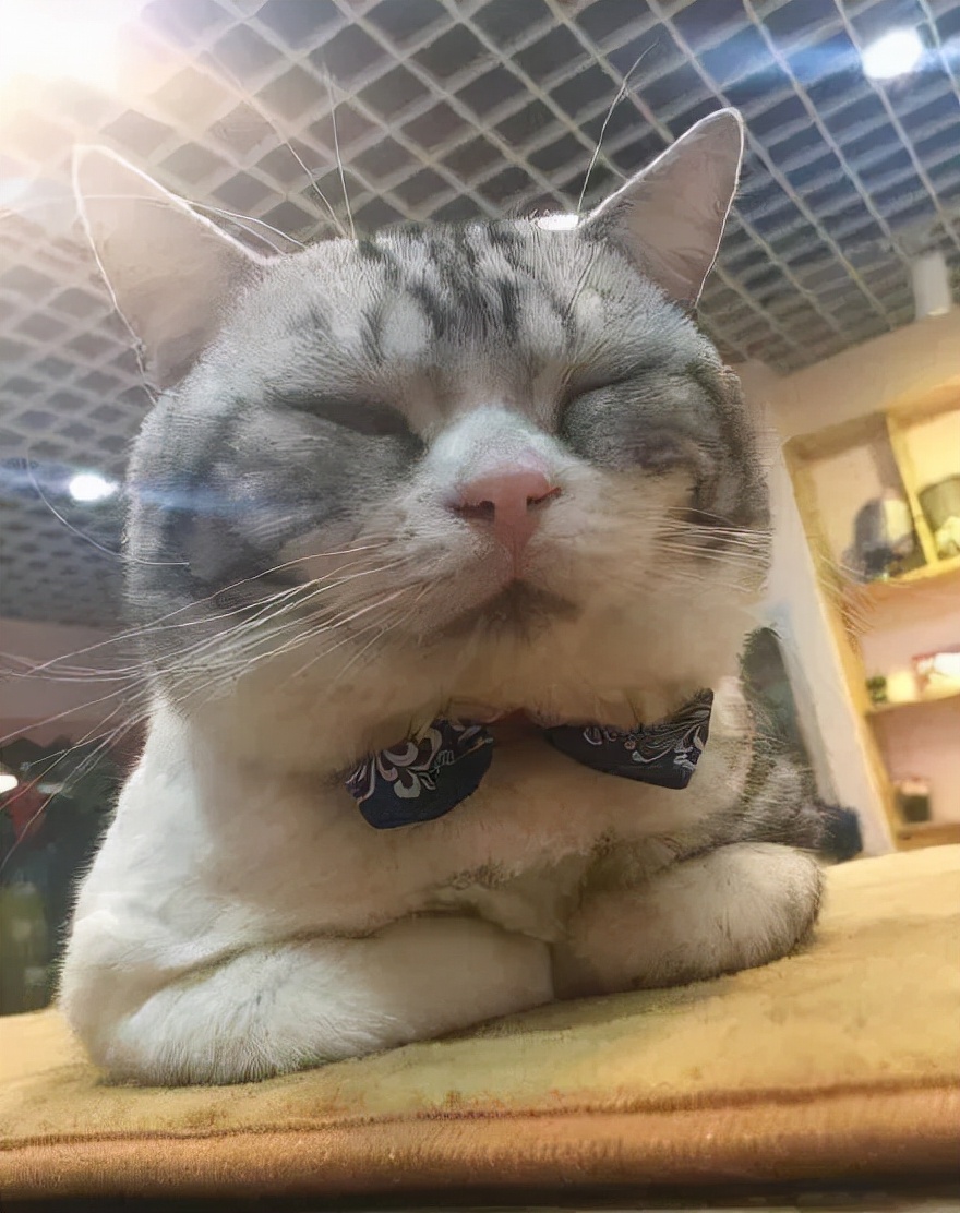 猫的终极凡尔赛：你的屏幕放不下我的腿