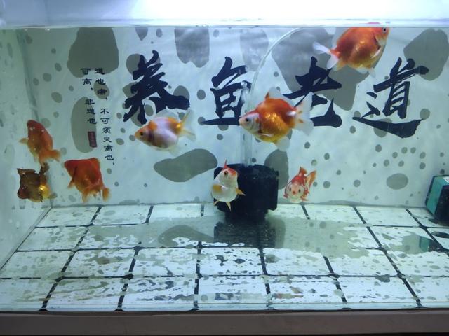 观赏小金鱼几天喂一次食,养的小金鱼可以喂蛋黄吗