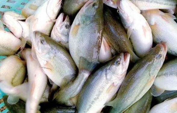 鲈诺卡氏菌使用方法,鲈鱼诺卡氏菌的最佳治疗方法