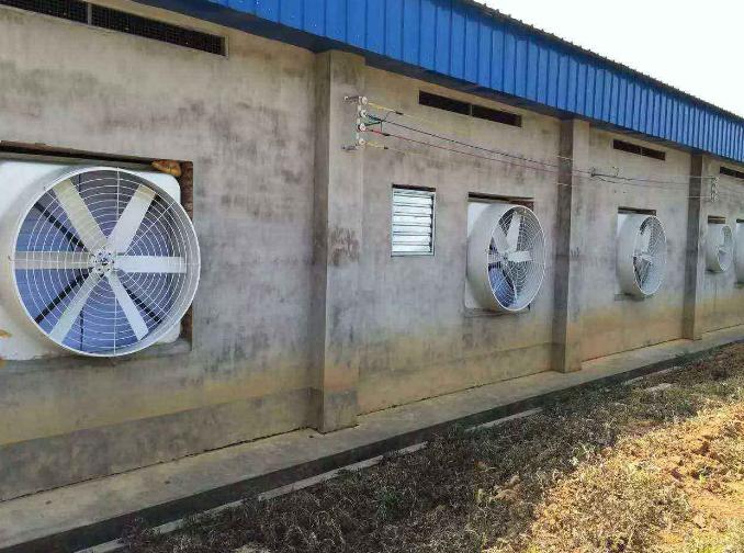 猪睡觉地方太热中暑怎么办,猪轻微中暑了怎么解决