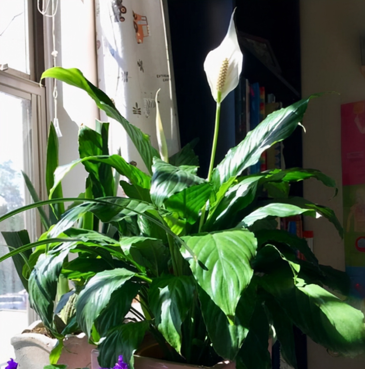 养花的正确方式我们怎么养,养花不必买肥料记住这4个方法