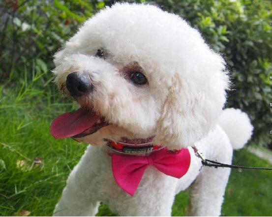 贵宾犬喂养幼犬的注意事项,怎样喂养宠物贵宾犬不得神经炎