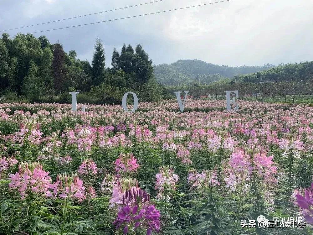 我的家乡广安市岳池县,岳池我的家乡