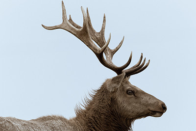 炖鹿茸吃要禁忌什么食物,服用人参鹿茸有什么禁忌