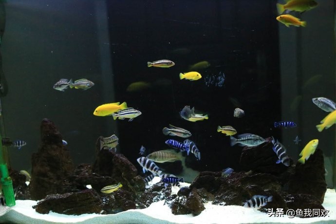 三湖慈鲷野生和人工的区别,养三湖慈鲷用什么石头最好