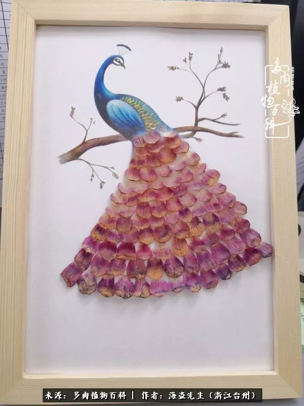 多肉玫瑰怎么才能出状态,多肉山地玫瑰唤醒方法