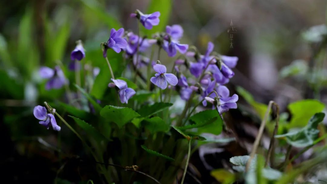 四明山龙观山,四明山国家森林公园樱花