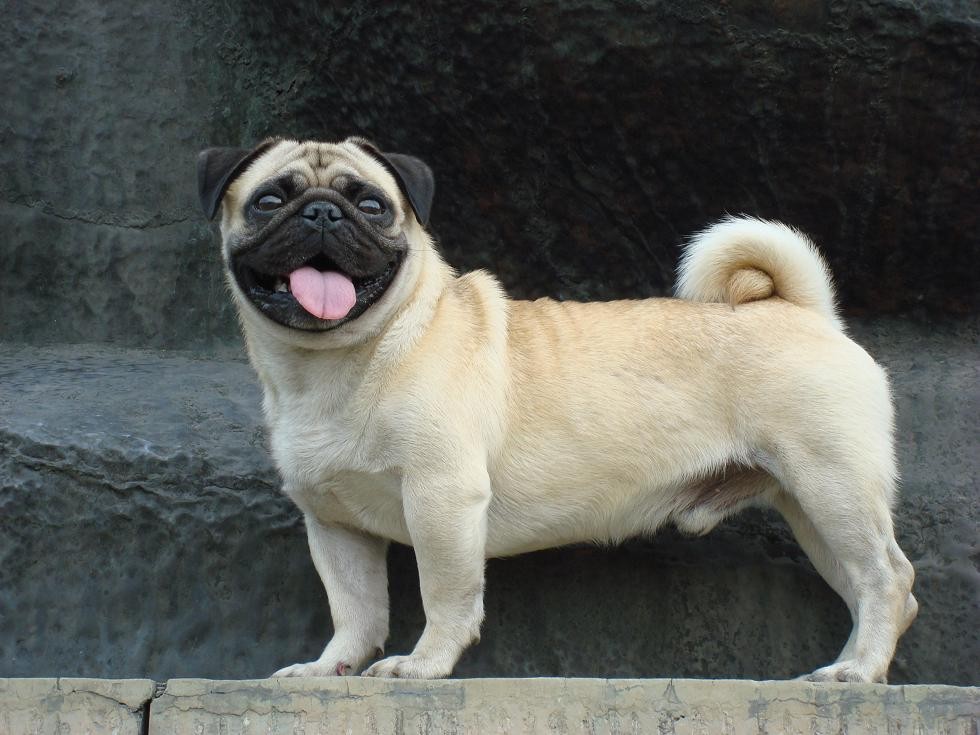 名犬排行榜前十名图片,名犬排行榜