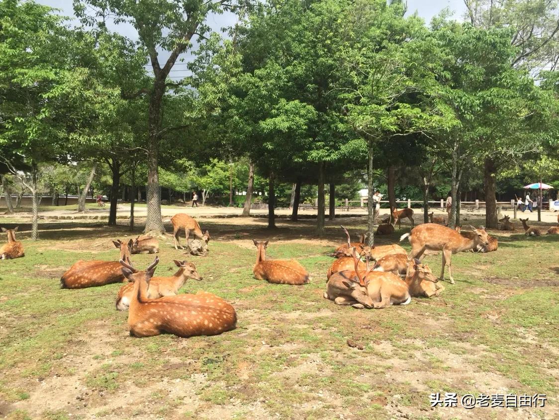 奈良小鹿日本游,日本奈良小鹿攻略