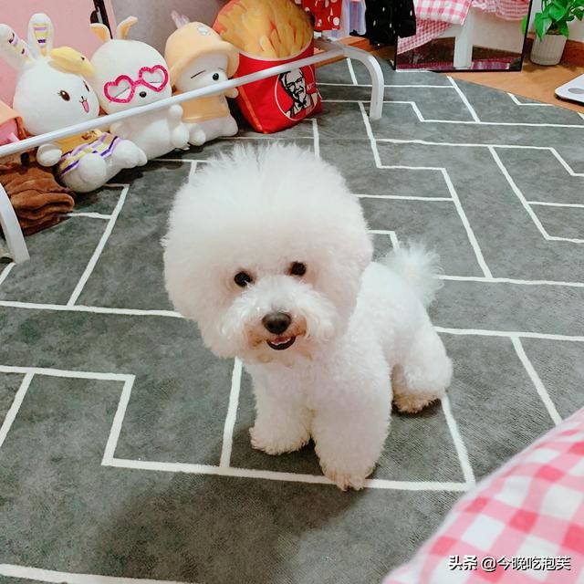 狗狗受到惊吓跑丢了怎么办,狗狗受到惊吓怎么缓解