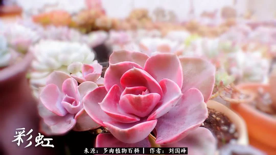 七百元打造的多肉王国，你还缺什么？