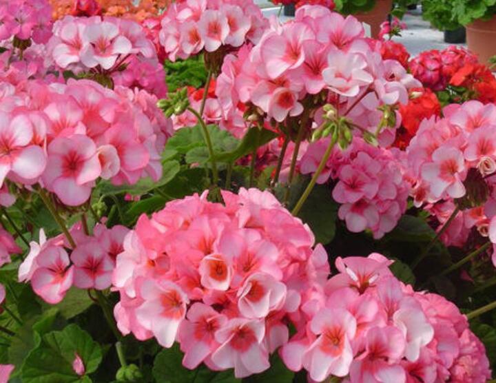 天竺葵花怎么养才能长寿,天竺葵长花苞了需要施肥