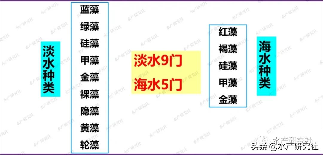 蓝藻是否都是有害藻类,蓝藻的爆发原因及处理方法