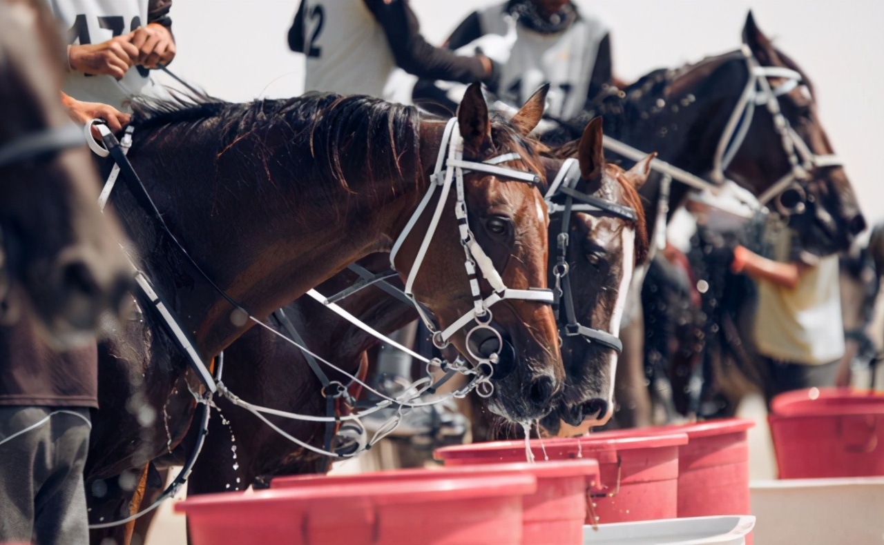 拥有百亿马场豪车无数，娶六名妻妾，迪拜国王的人生让人眼红