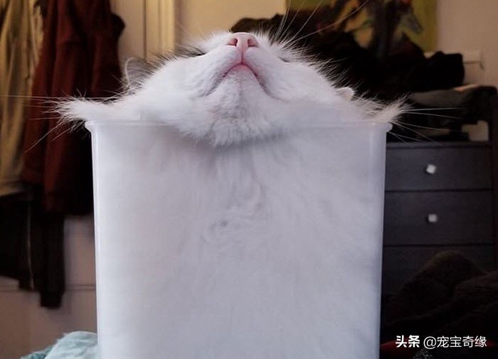 猫是液体动物还是软体动物,猫是液体做的动物